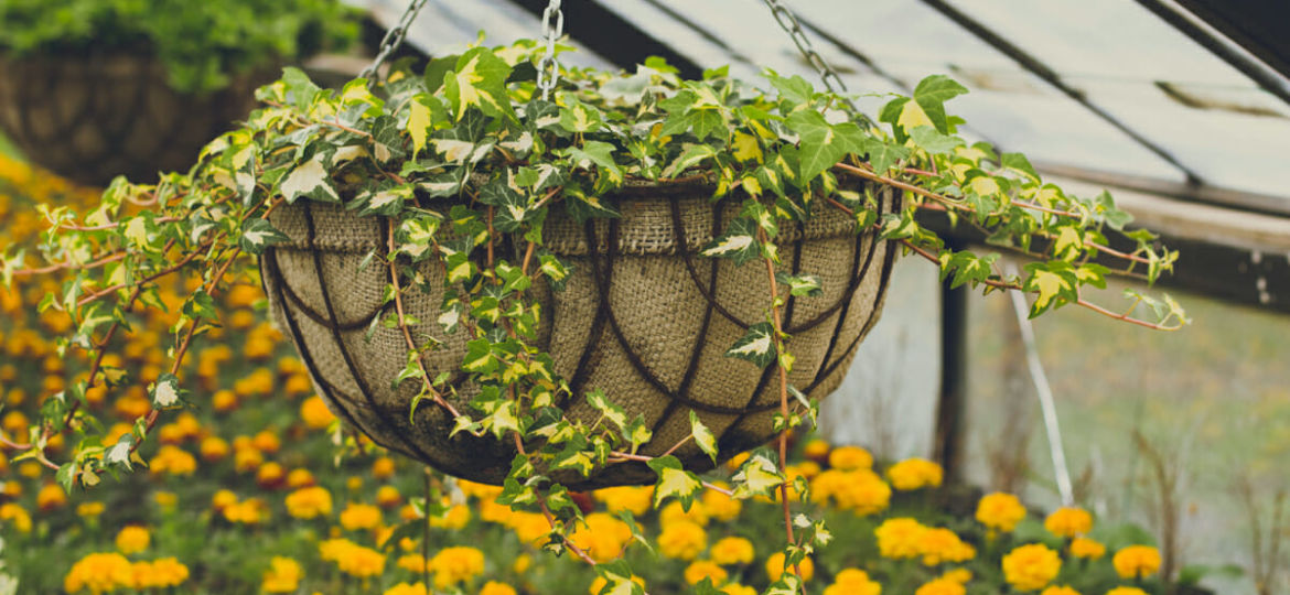 Hang baskets of illuminating yellow blooms to really welcome spring