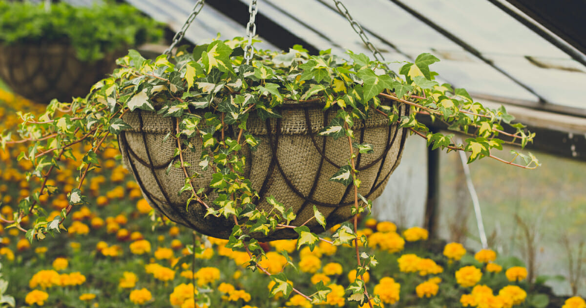 Hang baskets of illuminating yellow blooms to really welcome spring