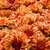 orange mums