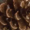 pinecone brown