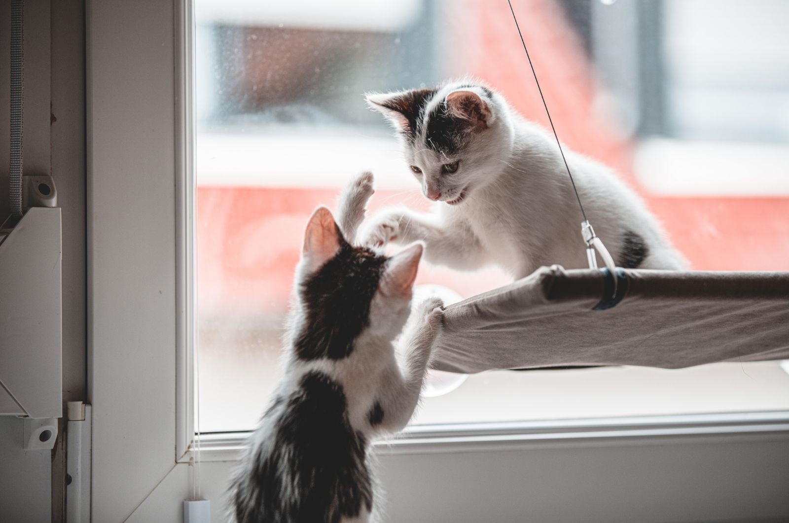Pet playing safely away from window cords image